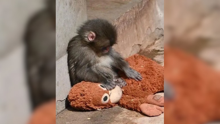 Abandoned By Mother At Birth, Tiny 'Punch Monkey' Finds Solace In Orangutan Plush Toy, Internet Gets Emotional