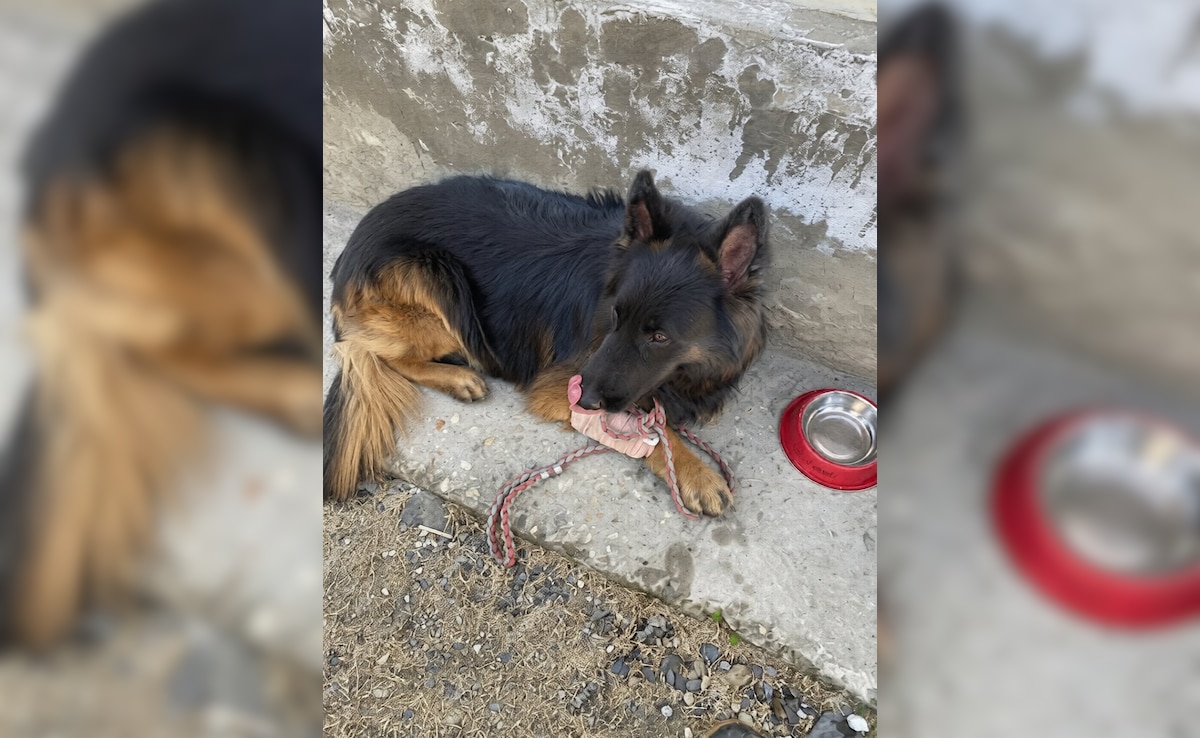 Army Dog 'Tyson' Shot, Leads Troops To Eliminate 3 Jaish Terrorists In J&K