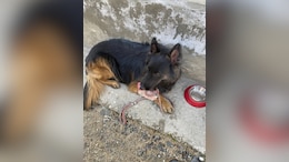 Army Dog 'Tyson' Shot, Leads Troops To Eliminate 3 Jaish Terrorists In J&K