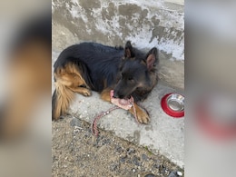 Army Dog 'Tyson' Shot, Leads Troops To Eliminate 3 Jaish Terrorists In J&K