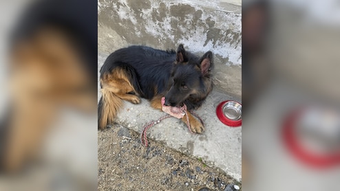 Army Dog 'Tyson' Shot, Leads Troops To Eliminate 3 Jaish Terrorists In J&K