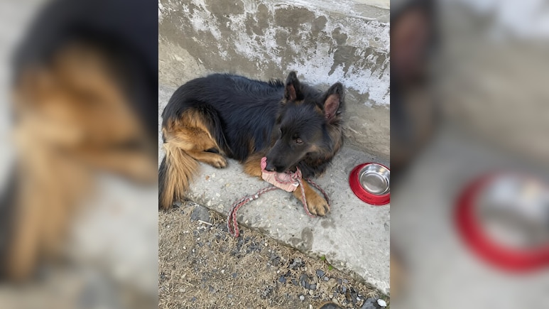 Army Dog 'Tyson' Shot, Leads Troops To Eliminate 3 Jaish Terrorists In J&K