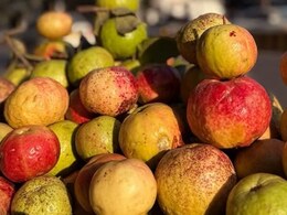 प्रयागराज का सेबिया अमरूद बना सेहत का सुपरफूड, इम्युनिटी से दिल तक देता है लाभ