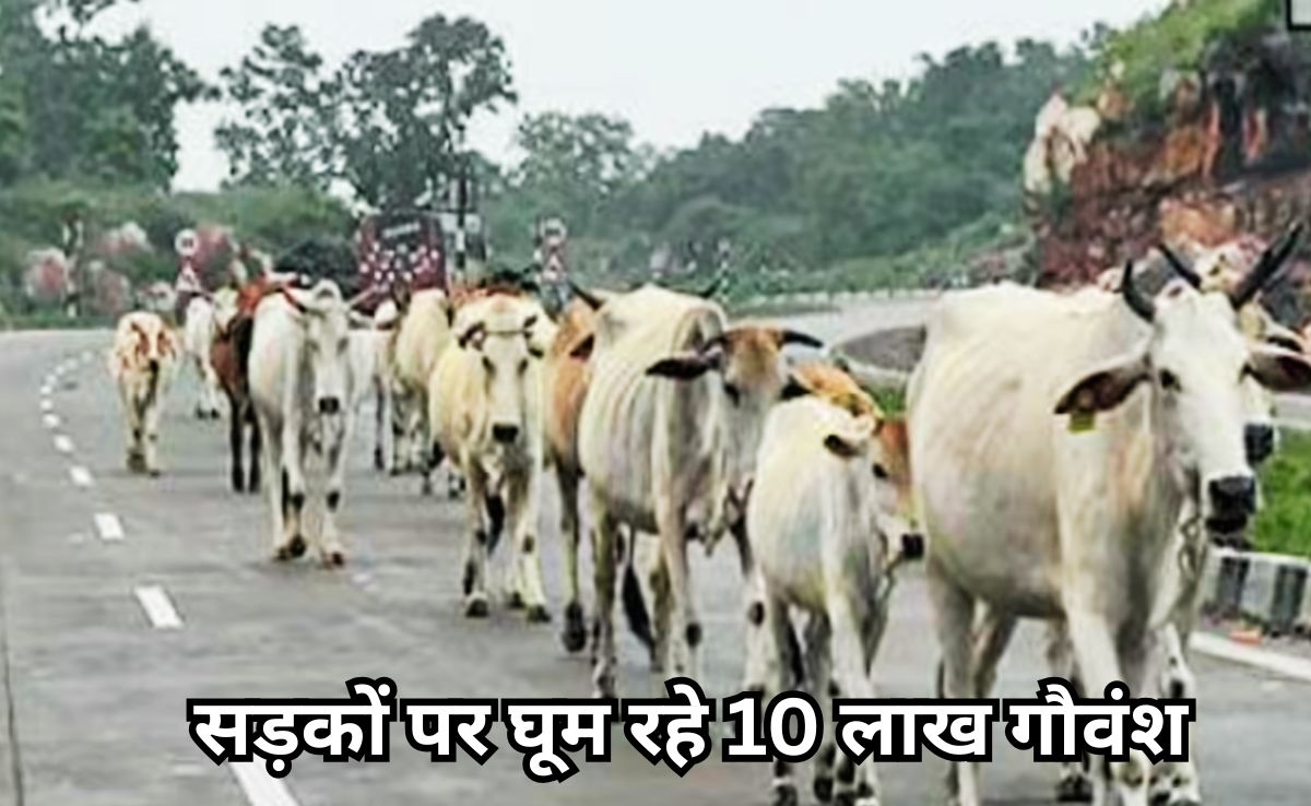 Roadside Stray Cattle: मोहन सरकार का ऐलान, दो साल बाद सड़कों पर नहीं दिखेगा एक भी आवारा पशु