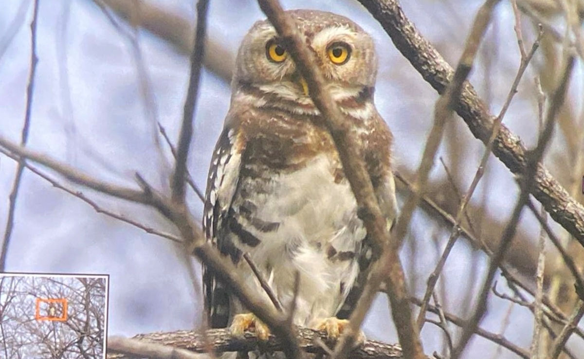 कूनो में दिखा दुर्लभ &lsquo;फॉरेस्ट आउलेट&rsquo;; पहली बार मिला प्रमाणित रिकॉर्ड, चीतों के आने से पहले वन विभाग में उत्साह