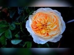 Rose Day 2026: दुनिया के 5 सबसे महंगे गुलाब, Single Rose की कीमत जानकर रह जाएंगे हैरान