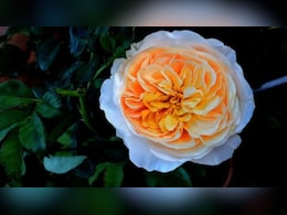 Rose Day 2026: दुनिया के 5 सबसे महंगे गुलाब, Single Rose की कीमत जानकर रह जाएंगे हैरान