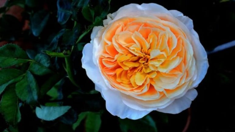 Rose Day 2026: दुनिया के 5 सबसे महंगे गुलाब, Single Rose की कीमत जानकर रह जाएंगे हैरान