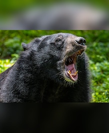 5 Dangerous Female Animals In The World