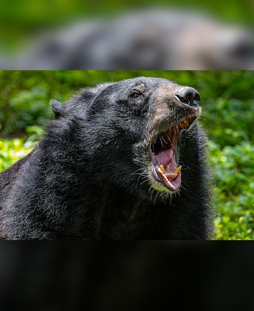 5 Dangerous Female Animals In The World