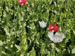 करौली पुलिस की बड़ी कार्रवाई, सरसों के खेत में छिपी अफीम की खेती का भंडाफोड़; 6067 किलो पौधे जब्त