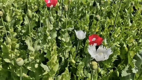 करौली पुलिस की बड़ी कार्रवाई, सरसों के खेत में छिपी अफीम की खेती का भंडाफोड़; 6067 किलो पौधे जब्त