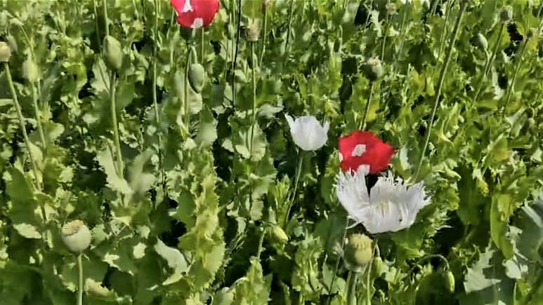 करौली पुलिस की बड़ी कार्रवाई, सरसों के खेत में छिपी अफीम की खेती का भंडाफोड़; 6067 किलो पौधे जब्त