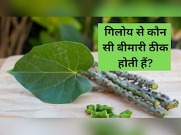 गिलोय का फायदा होगा दोगुना, इस तरीके से करें सेवन, जानें गिलोय कौन-कौन सी बीमारी ठीक करता है?