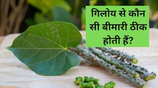 गिलोय का फायदा होगा दोगुना, इस तरीके से करें सेवन, जानें गिलोय कौन-कौन सी बीमारी ठीक करता है?