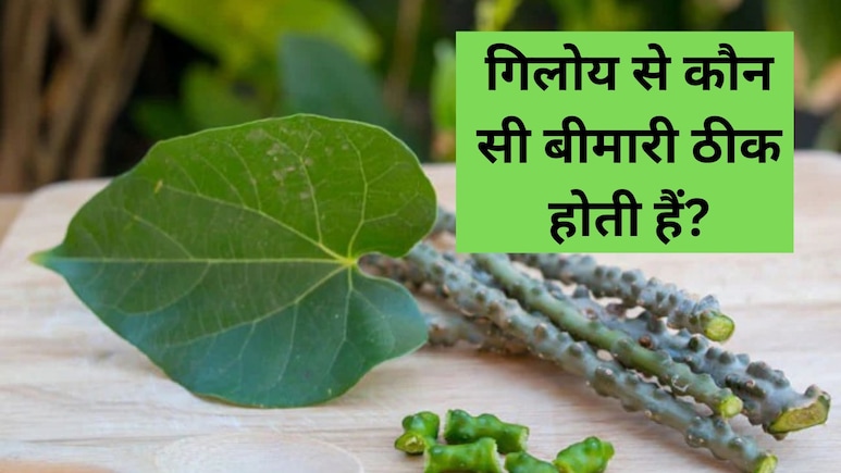 गिलोय का फायदा होगा दोगुना, इस तरीके से करें सेवन, जानें गिलोय कौन-कौन सी बीमारी ठीक करता है?