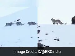 Watch: Snow Leopard Family Spotted In Himalayas In Stunning Footage