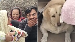 8 Injured As Pet Dog Triggers Violent Clash Between Families At UP Wedding