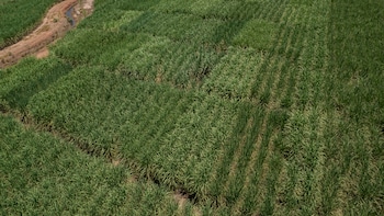 The World Is Awash in Sugar And The Surplus Is Set To Stay