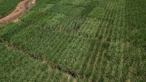 The World Is Awash in Sugar And The Surplus Is Set To Stay