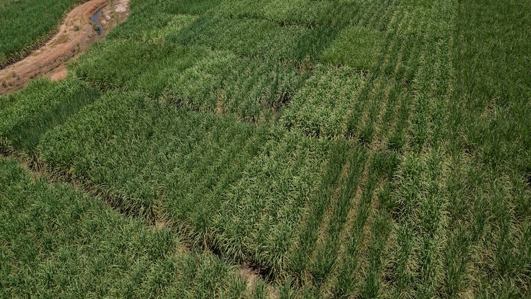 The World Is Awash in Sugar And The Surplus Is Set To Stay