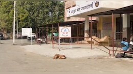 जवाहिर अस्पताल के डेंट&zwj;िस्&zwj;ट को बनाया &lsquo;कुत्ता भगाओ&rsquo; अभियान का नोडल अधिकारी, अजीबो-गरीब फरमान&nbsp;