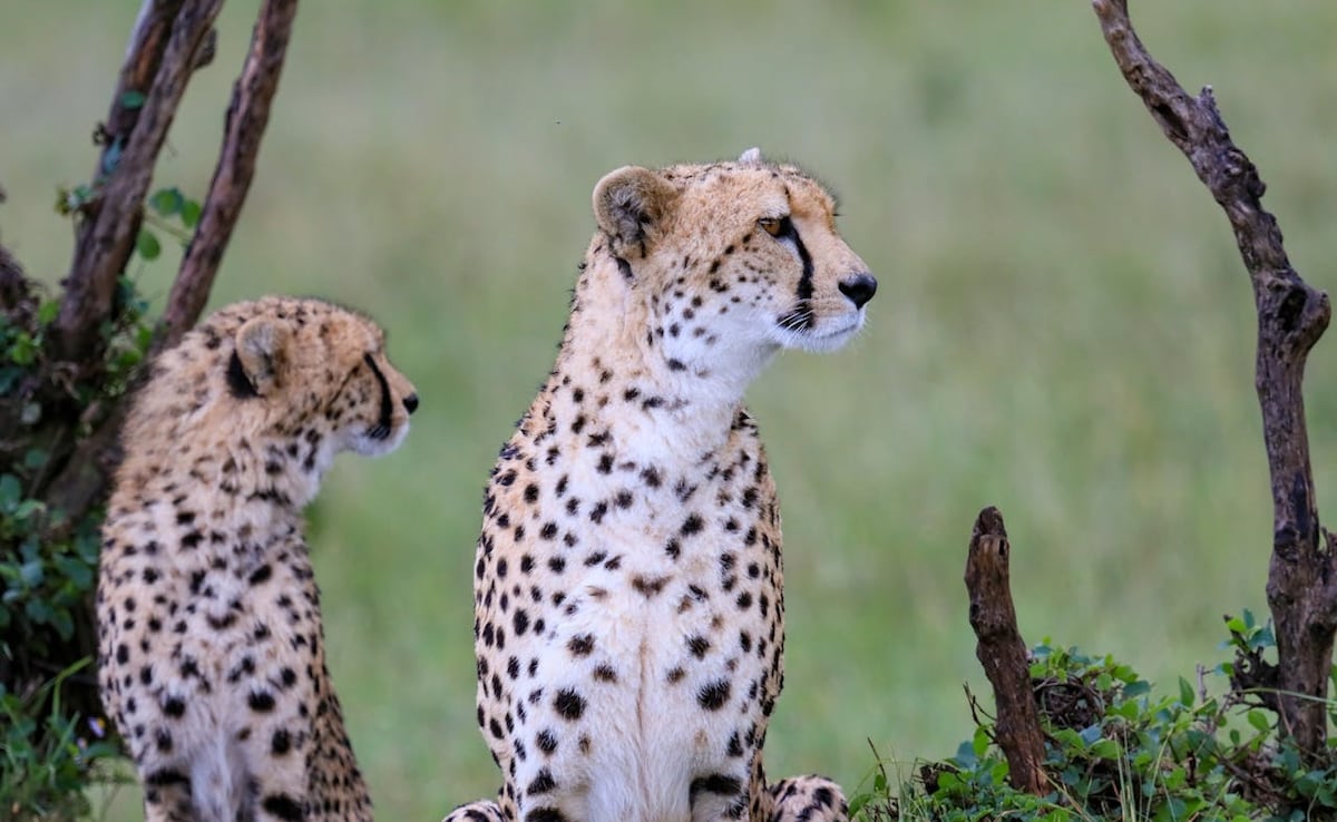 कूनो के चीतों का 'रॉयल' डाइट प्लान : मटन पर हर दिन खर्च हो रहे ₹35,000, सरकार ने पेश किया हिसाब