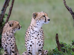 कूनो के चीतों का 'रॉयल' डाइट प्लान : मटन पर हर दिन खर्च हो रहे ₹35,000, सरकार ने पेश किया हिसाब