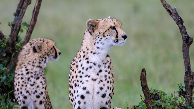 कूनो के चीतों का 'रॉयल' डाइट प्लान : मटन पर हर दिन खर्च हो रहे ₹35,000, सरकार ने पेश किया हिसाब