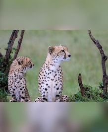 Cheetah vs Leopard: What's The Difference