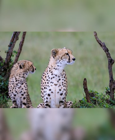 Cheetah vs Leopard: What's The Difference