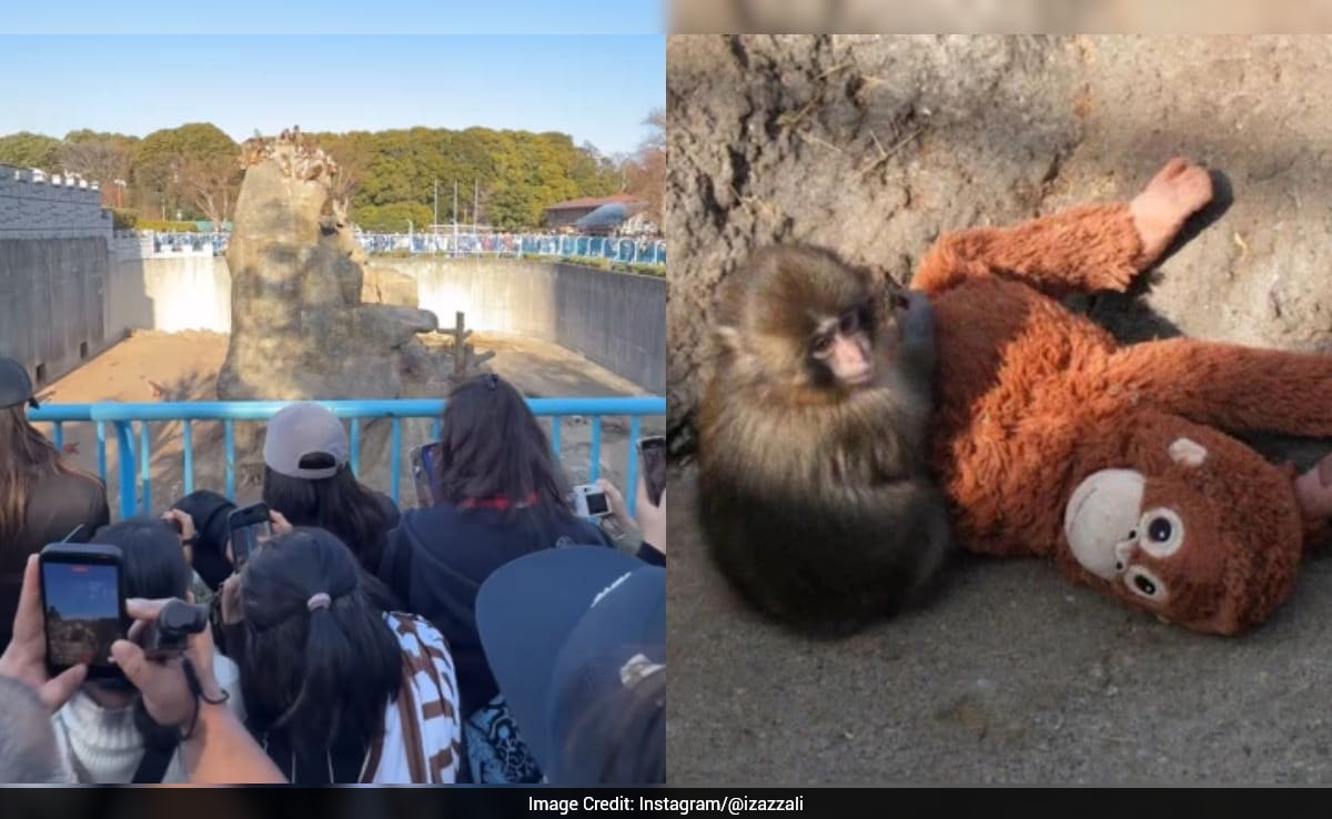 Man Visits Japan Zoo To See Viral Monkey Punch, Shares Video Of Massive Crowd