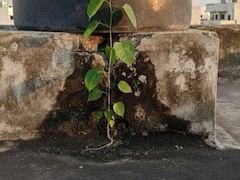 छत पर उगा पीपल का पेड़ कैसे हटाएं? बस करना होगा यह काम, बिना रसायनों के होगा साफ