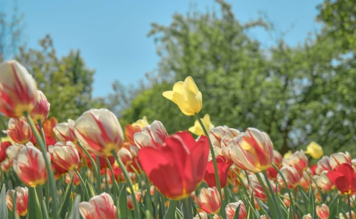 Latest and Breaking News on NDTV