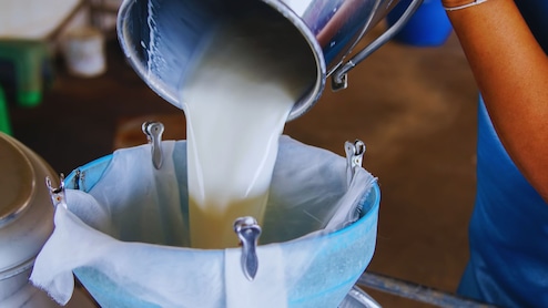 Gokul Milk: गोकुळनं वाढवले दुधाचे दर, जाणून घ्या तुमच्या खिशातून किती रुपये जास्त जाणार?