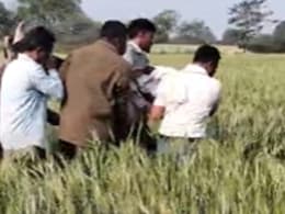 Dhar News: मृत्यु भोज कार्यक्रम में मधुमक्खियों का हमला, 1 की मौत, 20 से अधिक घायल, गांव में पसरा मातम