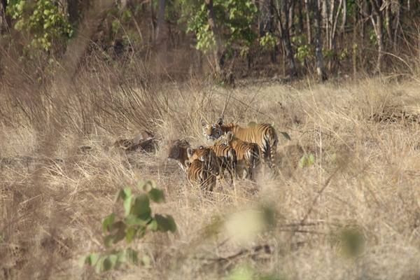 Khiwani Sanctuary: खिवनी में वनराज
