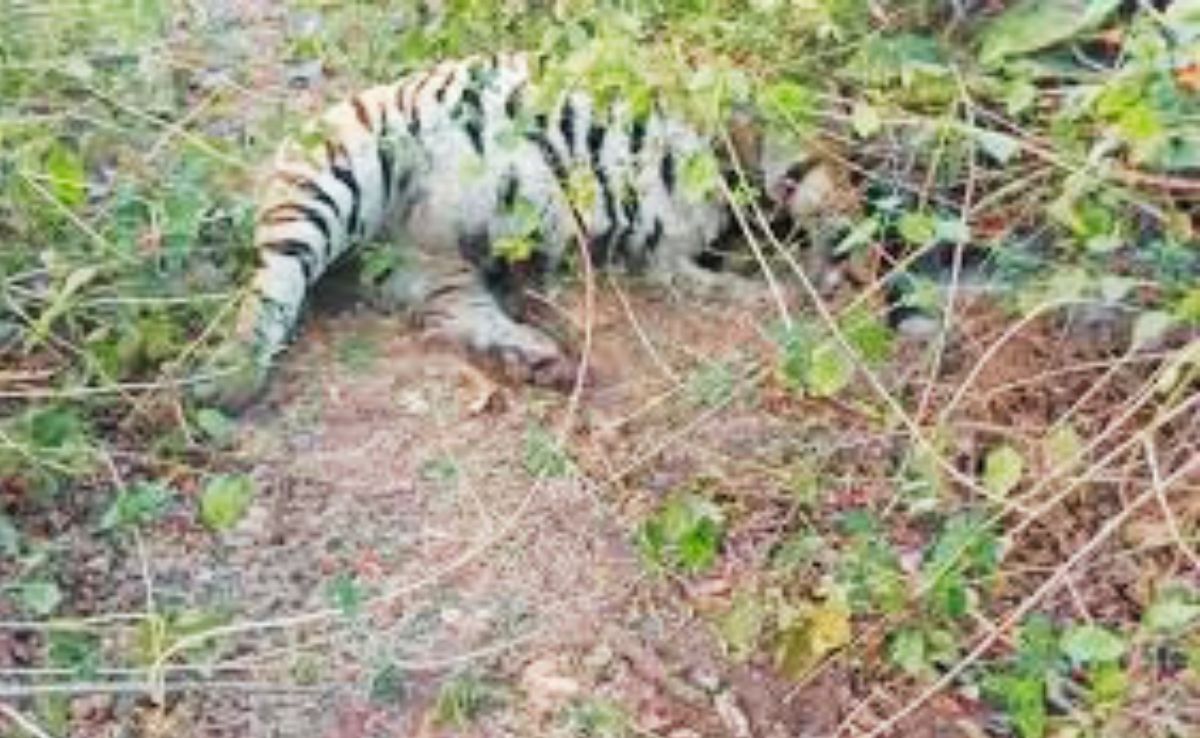 Tiger Death News: रानी दुर्गावती अभयारण्य में बाघ की मौत, 1 माह पहले कान्हा टाइगर रिजर्व से लाया गया था