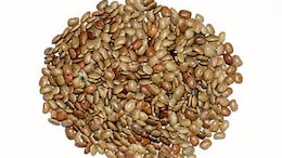 Digestion Boost To Kidney Aid, 5 Health Benefits Of Horse Gram Or Kulthi Dal
