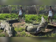 मगरमच्छ को छेड़ना पड़ा भारी! 'पानी के दैत्य' के सामने हीरो बनने चला..सेकंडों में निकली हवा, देख कांप जाएंगे आप