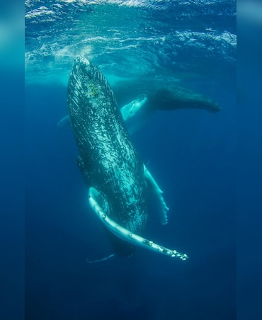 This Whale Is About The Size Of A Bus