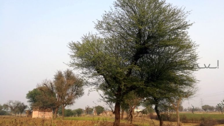 Kejiri Movement: 'खेजड़ी बचाओ आंदोलन' में आंदोलनकारियों के समर्थन में आई RLP , कहा- जीत तक जारी रहेगा संघर्ष