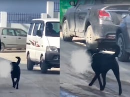 मुंह में इंसान की टांग दबाए घूमता दिखा कुत्ता, शिमला में VIDEO वायरल होते ही मचा हड़कंप, शोकॉज नोटिस