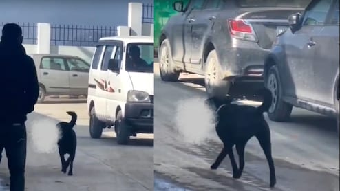 मुंह में इंसान की टांग दबाए घूमता दिखा कुत्ता, शिमला में VIDEO वायरल होते ही मचा हड़कंप, शोकॉज नोटिस