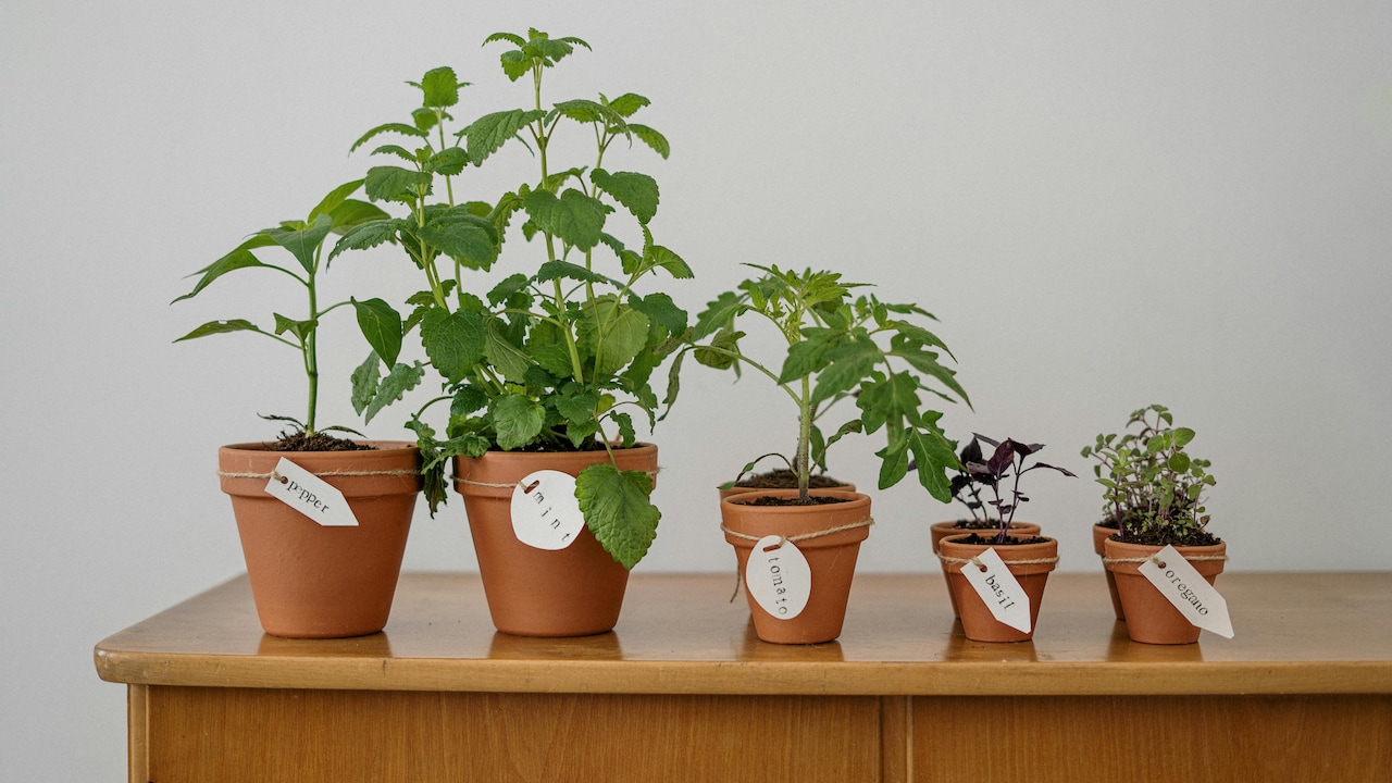 Make your garden thrive by choosing the right pot size Make your garden thrive by choosing the right pot size