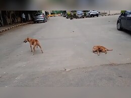 कुत्तों की नसबंदी के लिए एक और सेंटर शुरू करेगा ग्वालियर नगर निगम, 5 डॉग शेल्टम होम भी खुलेंगे