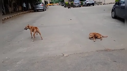 कुत्तों की नसबंदी के लिए एक और सेंटर शुरू करेगा ग्वालियर नगर निगम, 5 डॉग शेल्टम होम भी खुलेंगे