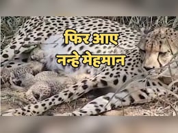 कूनो से आई खुशखबरी! &lsquo;गामिनी&rsquo; ने दिए 3 शावक, भारत में चीतों की संख्या पहुंची 38