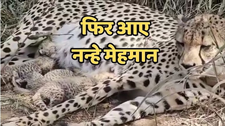 कूनो से आई खुशखबरी! &lsquo;गामिनी&rsquo; ने दिए 3 शावक, भारत में चीतों की संख्या पहुंची 38