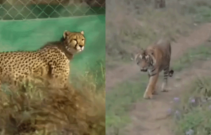 चीतों के घर टाइगर का बसेरा! राजस्थान के बाघ को भाया कूनो, 90 किमी दूरी तय कर पहुंचा श्योपुर